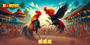 Đá gà 4k